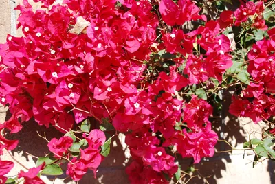 DSC_0036 (Large).JPG